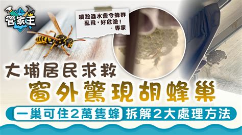 窗外有蜂巢 風水|【窗外有蜂巢】窗外驚現蜂巢！專家警告：風水、安全危機不容小。